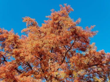 20 DAWN REDWOOD Tree Metasequoia Glyptostroboides Conifer Seeds